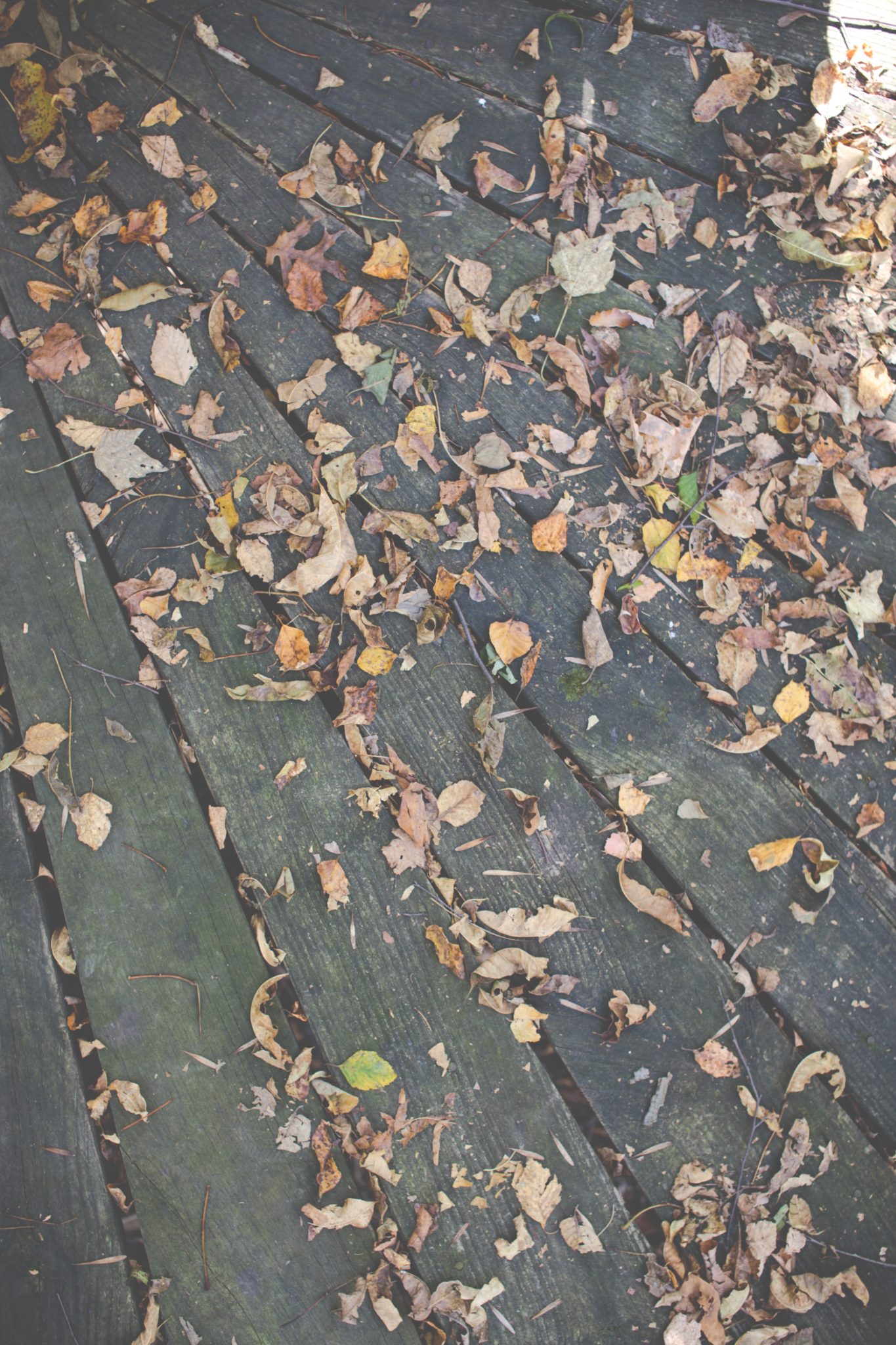 dry leaves on a wooden plank